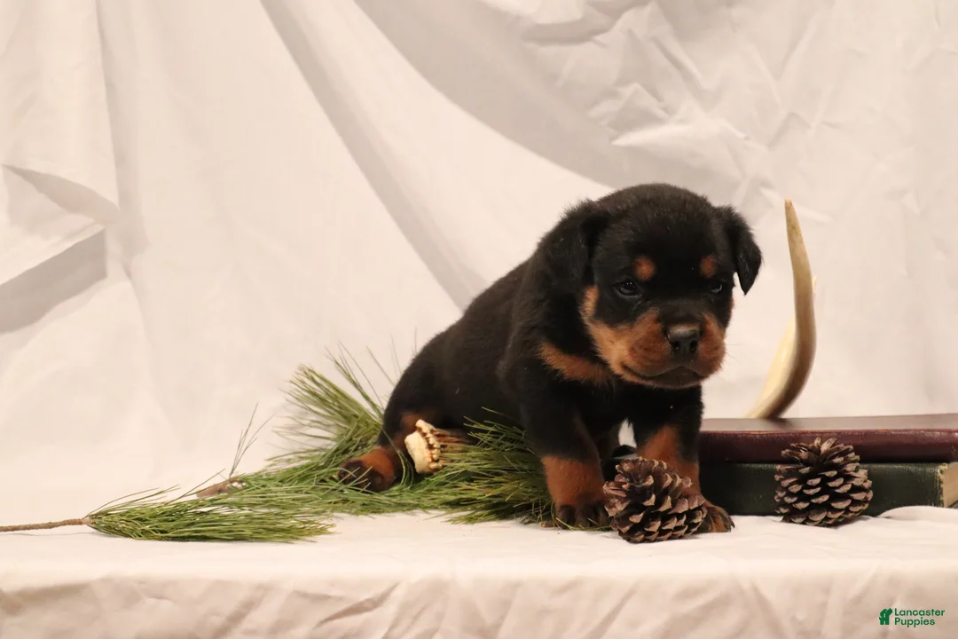 Rottweiler dogs for sale: Alfonzo - Ad 4