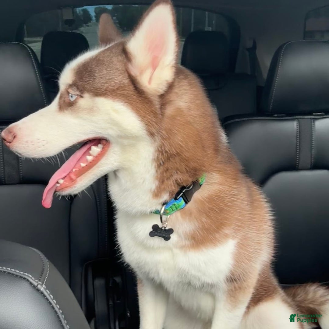 Gallery Image {{count}}