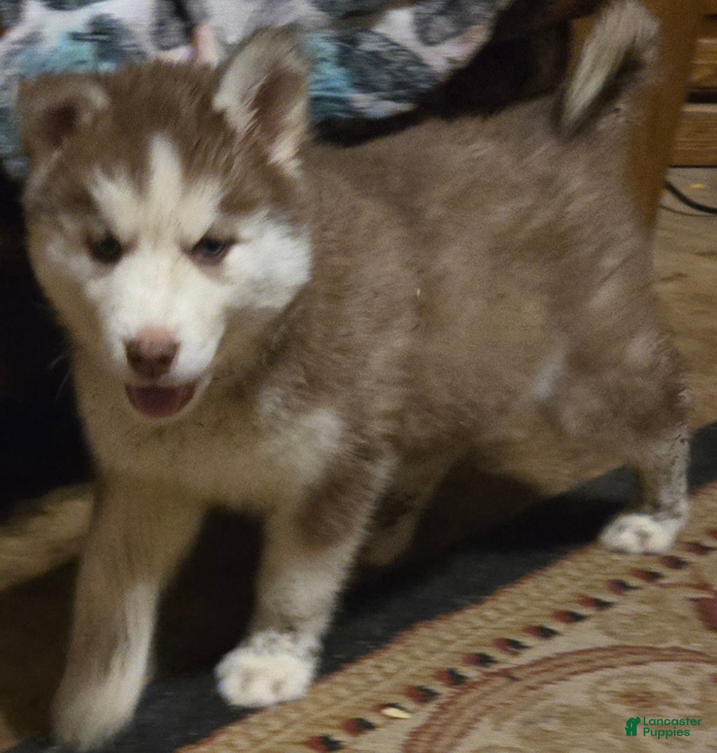 Siberian Husky dogs Dollie - Ad 11