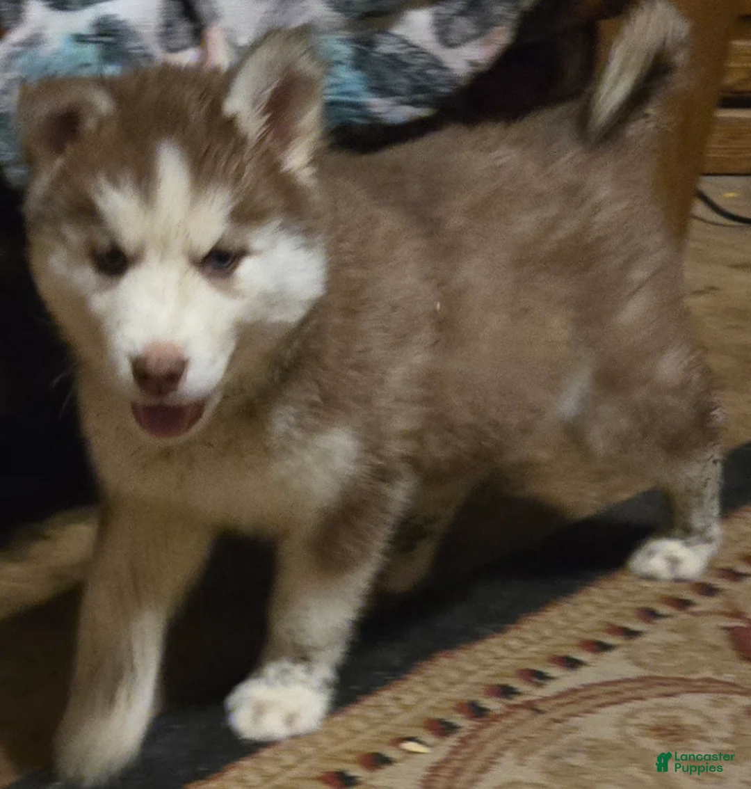 Siberian Husky dogs for sale: Dollie - Ad 1