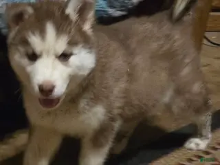 Siberian Husky dogs Dollie - Ad 11