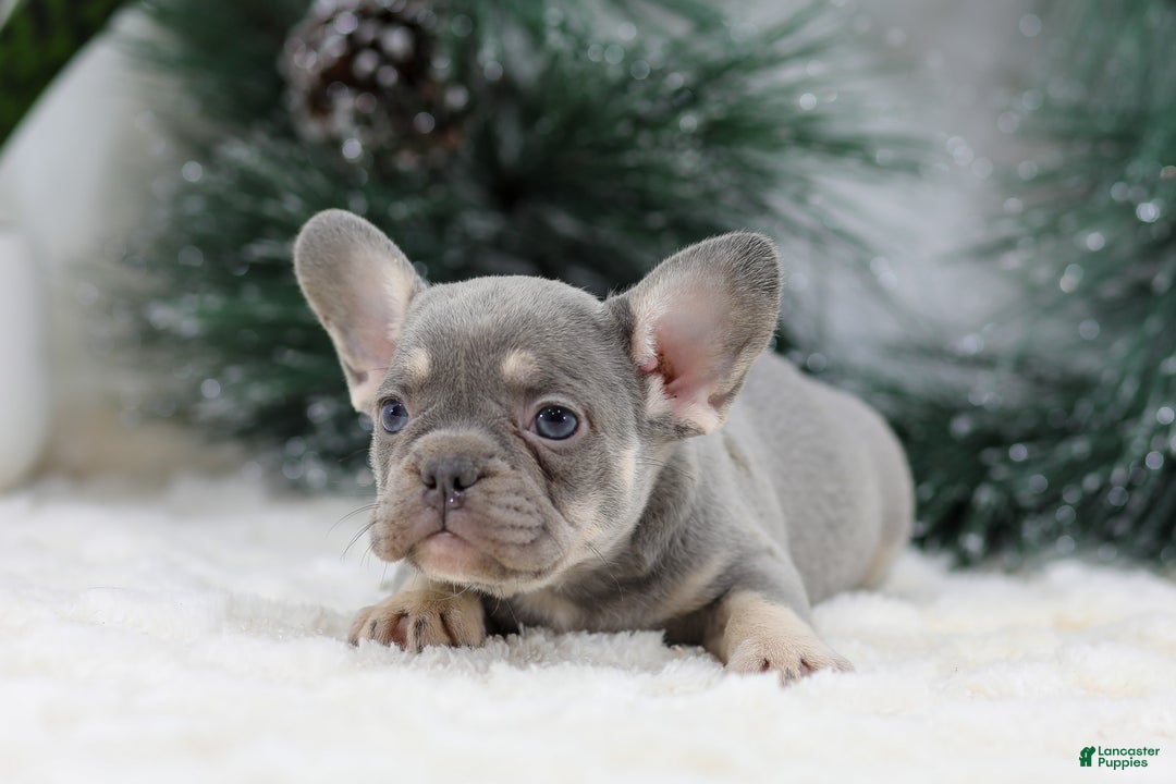 French Bulldog dogs for sale: Faith - Ad 2