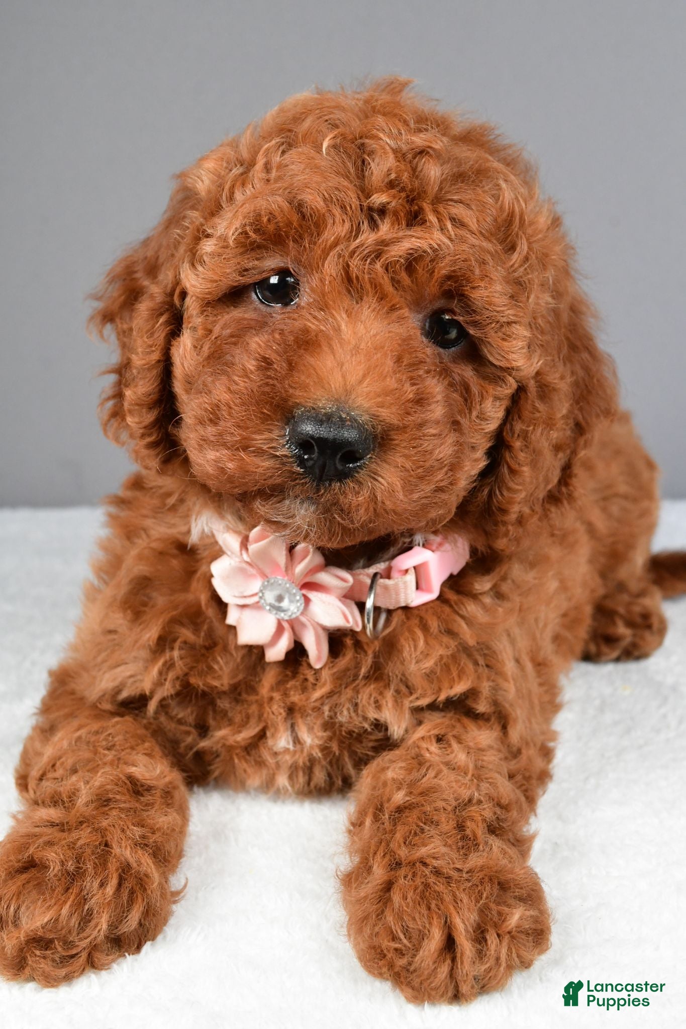 Miniature Poodle dogs Cloe - Ad 1