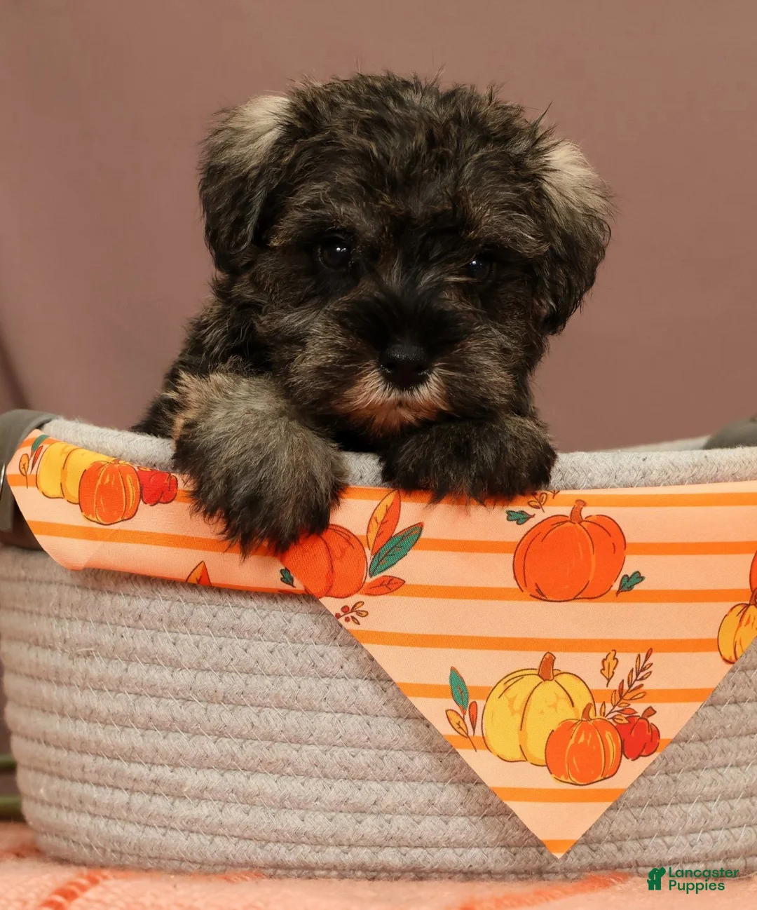 Miniature Schnauzer dogs for sale: Abilene - Ad 5