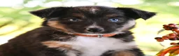 Miniature Australian Shepherd dogs for sale: Dianne  - Ad 1