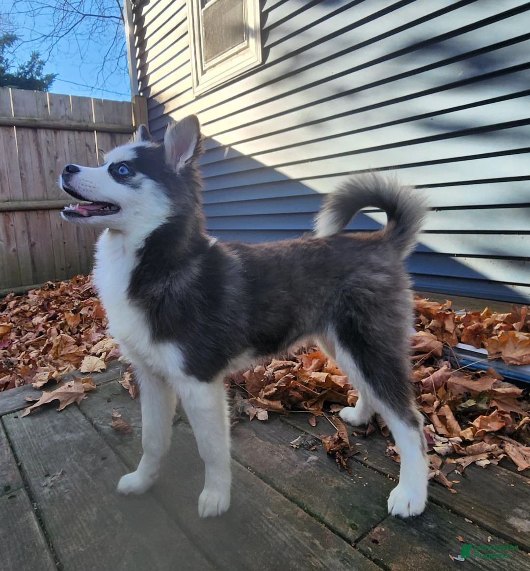 Pomsky dogs for sale: Bowser - Ad 2