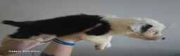 Border Collie dogs for sale: Border Collie 5 - Ad 6