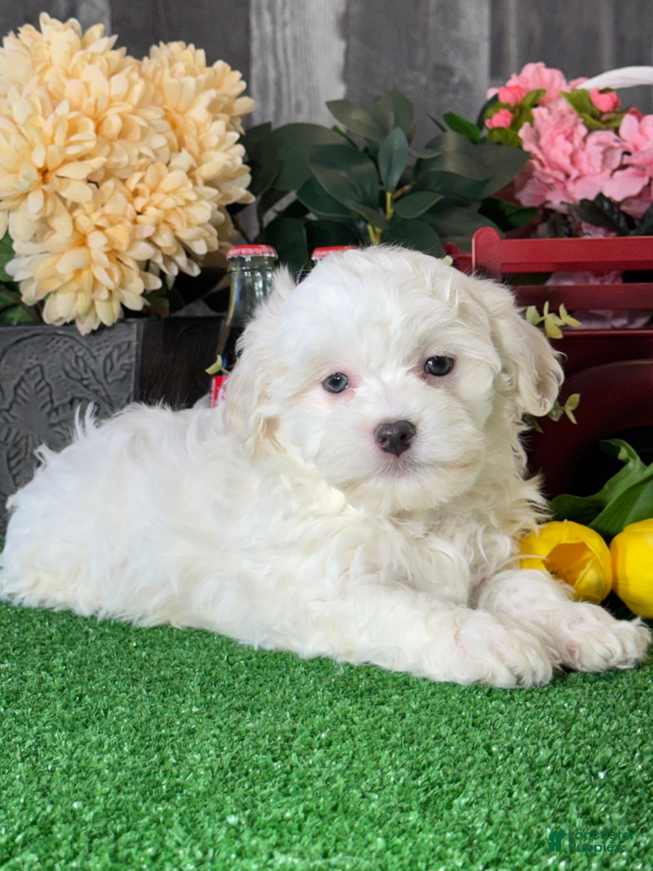 Havanese dogs Howie - Ad 26