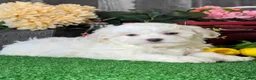 Havanese dogs for sale: Howie - Ad 1