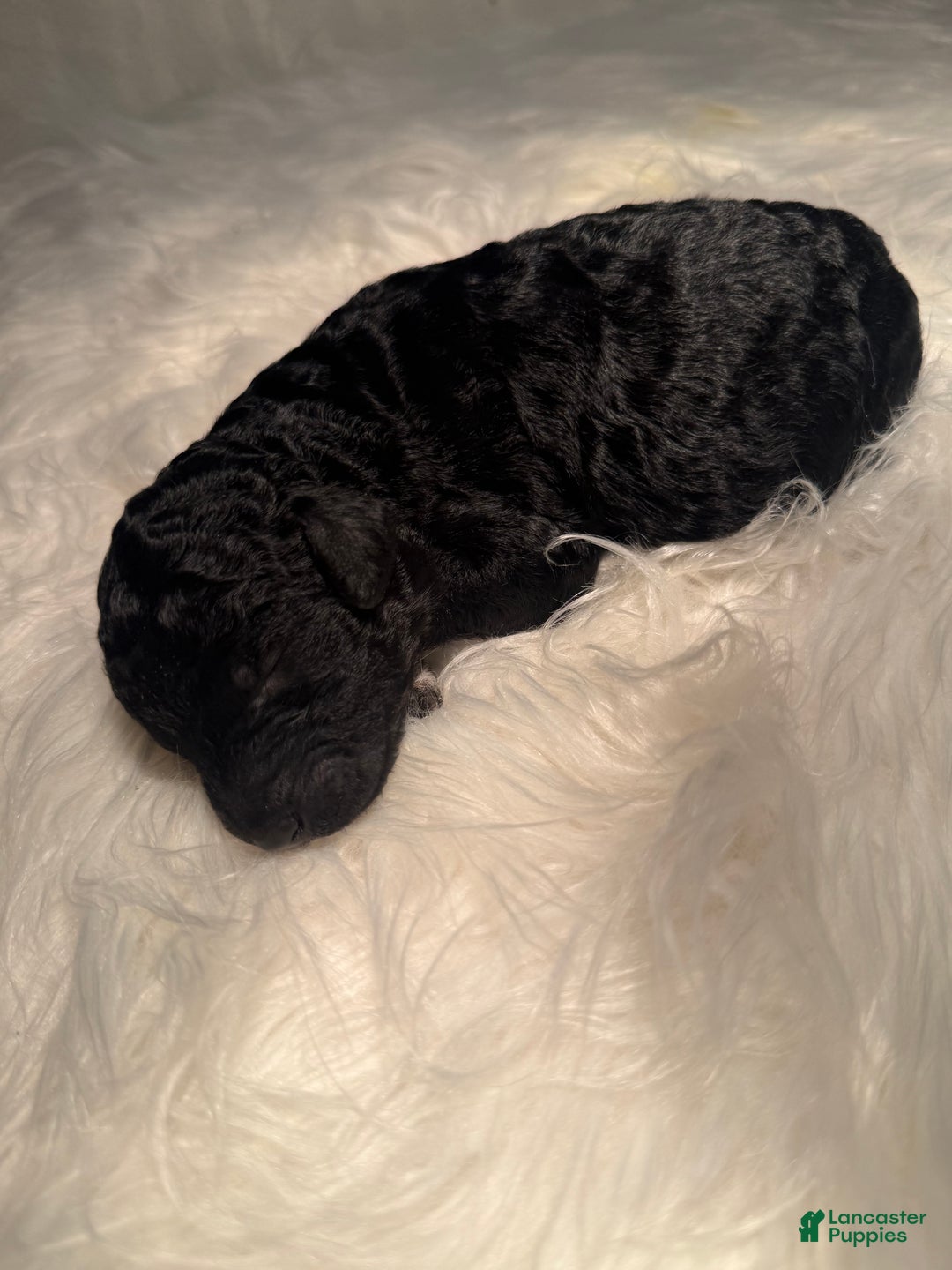 Standard Poodle dogs for sale: Standard Poodle Puppy 4 - Ad 10