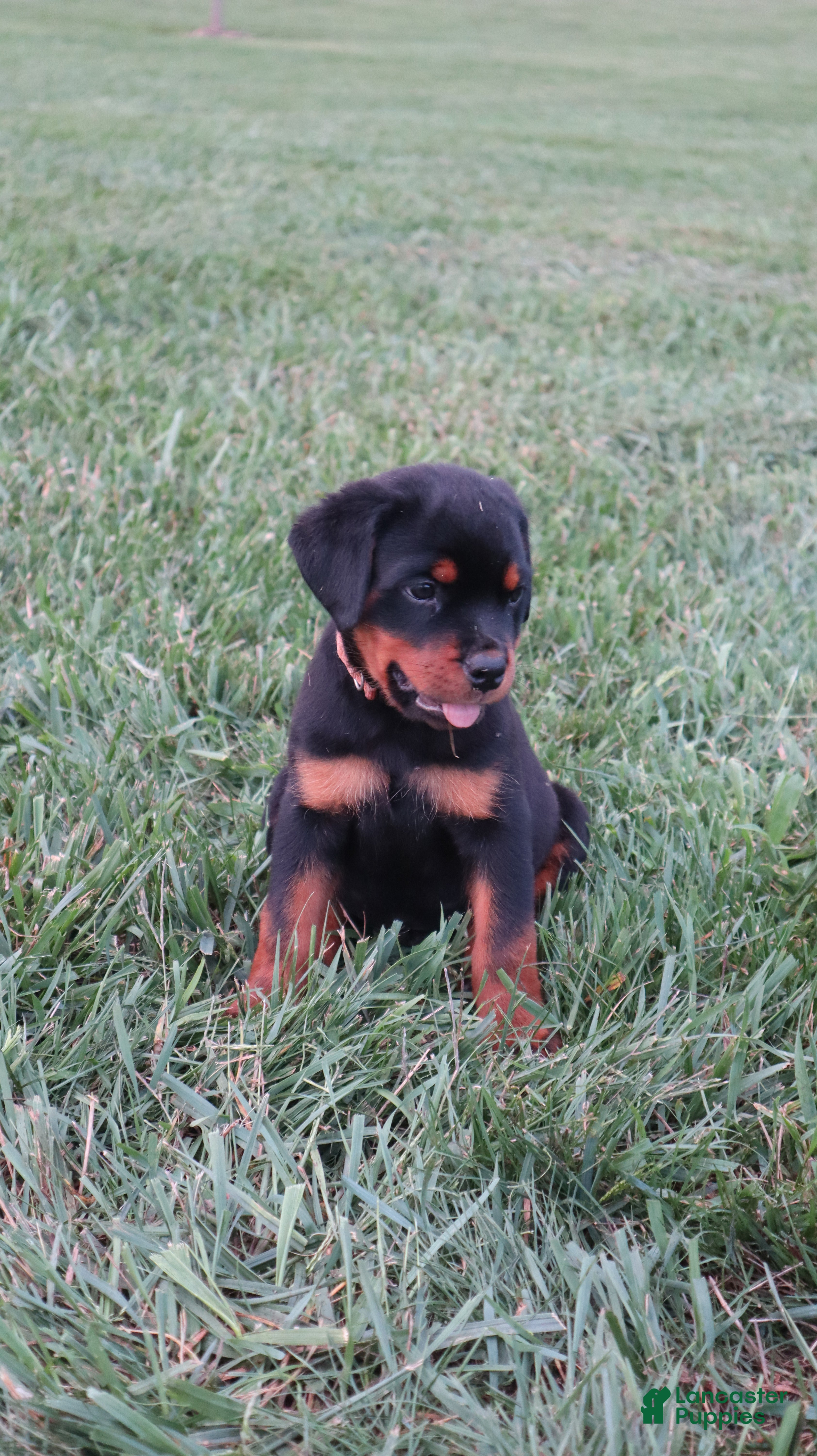 Rottweiler dogs Birkitt - Ad 2