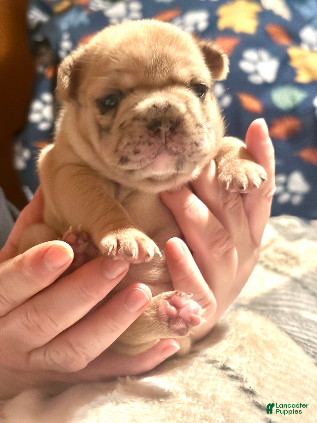 French Bulldog dogs for sale: French Bulldog Puppy 5 - Ad 3