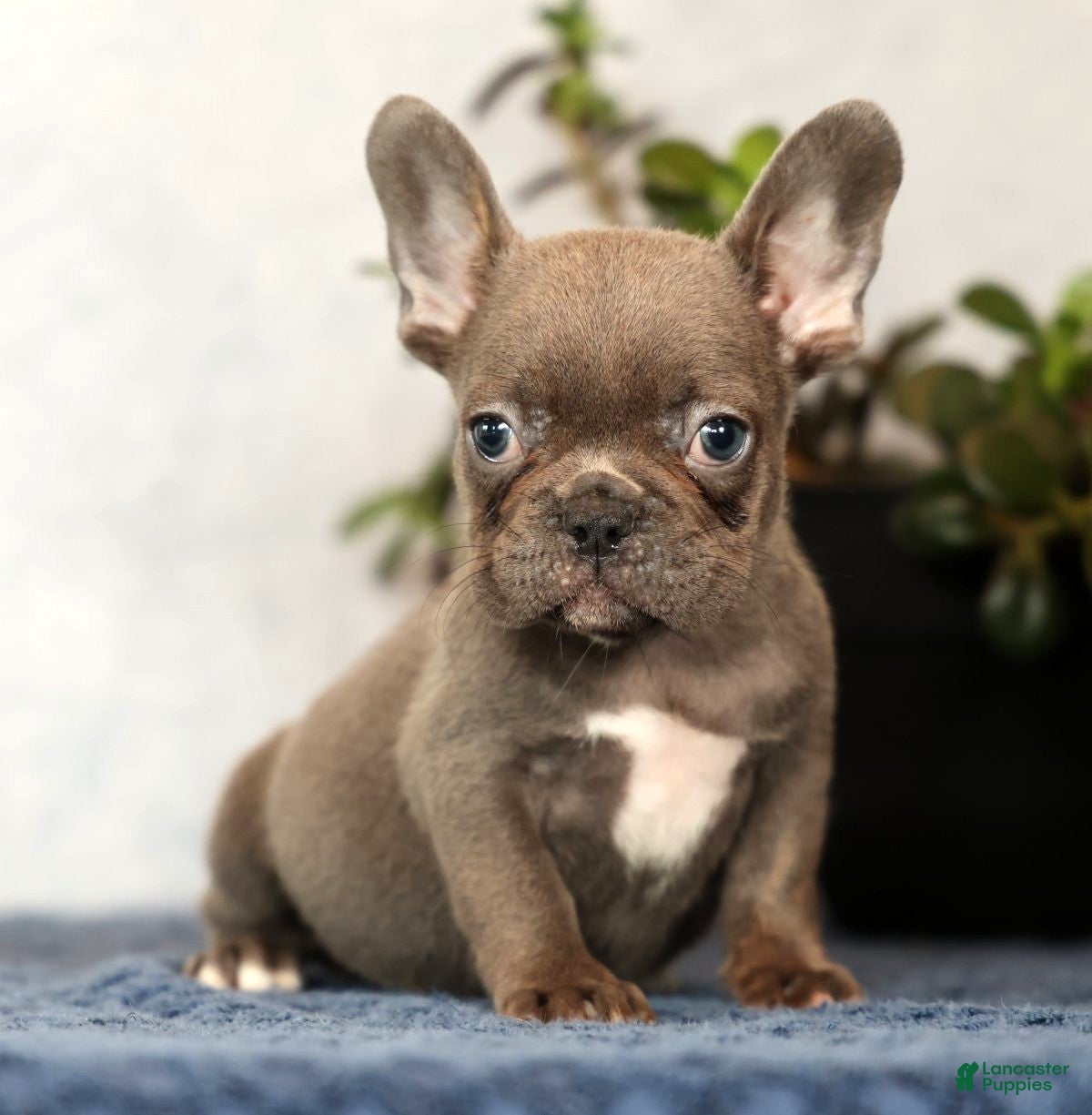 French Bulldog dogs Wanda - Ad 1