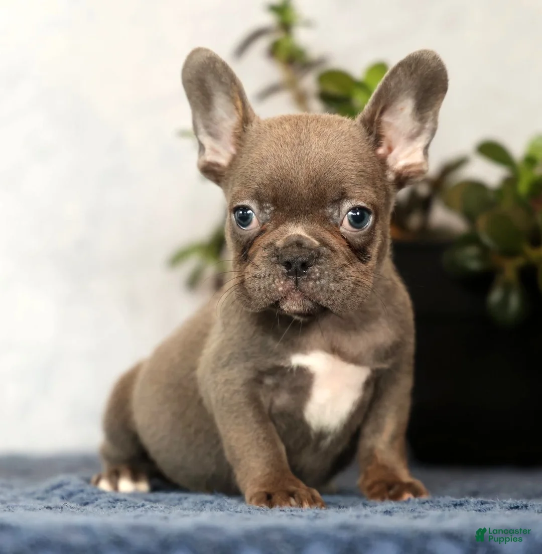 French Bulldog dogs for sale: Wanda - Ad 1