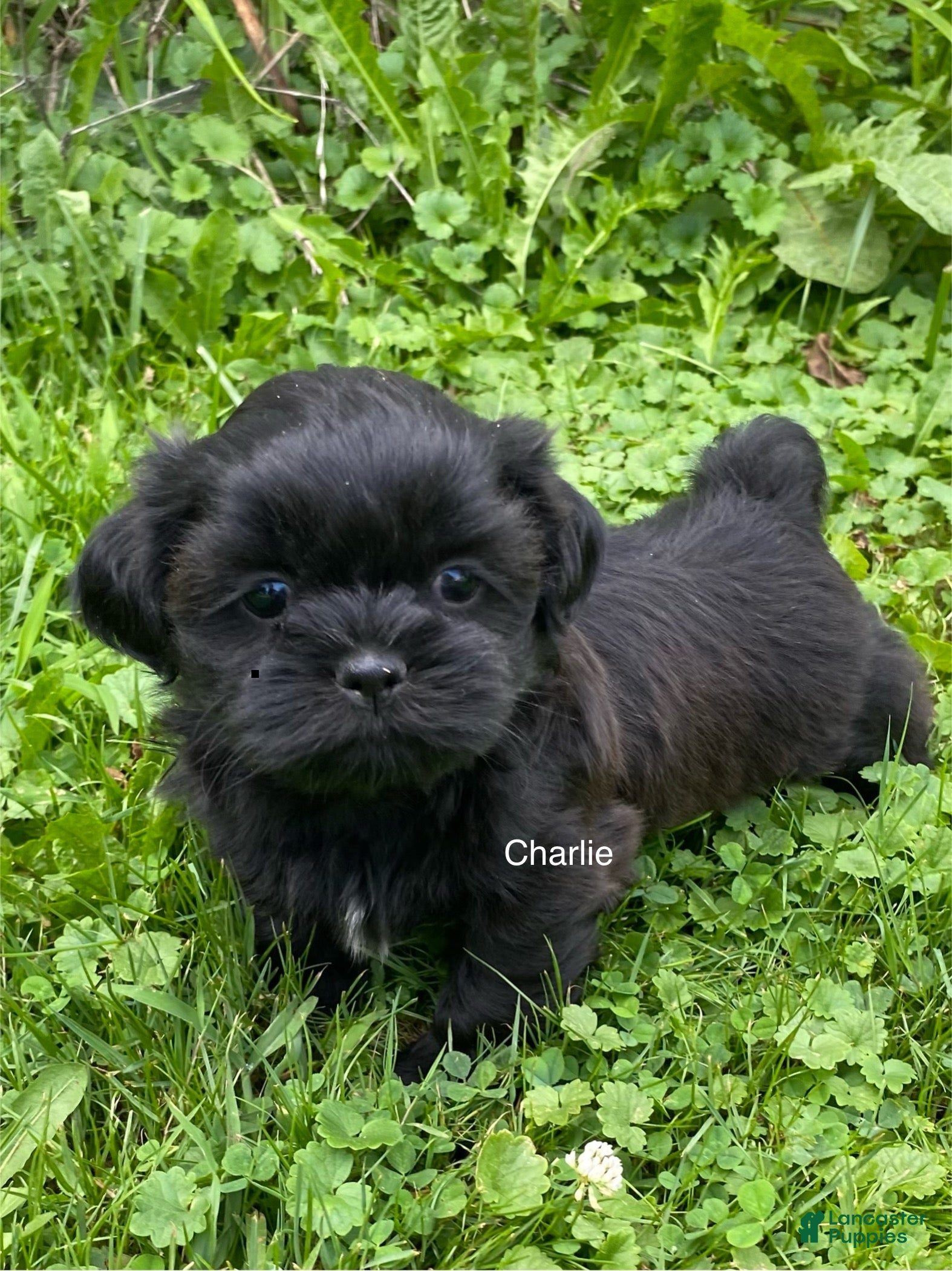 Shih Tzu dogs AKC Charlie - Ad 1