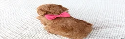 Toy Poodle dogs for sale: Ginger - Ad 2