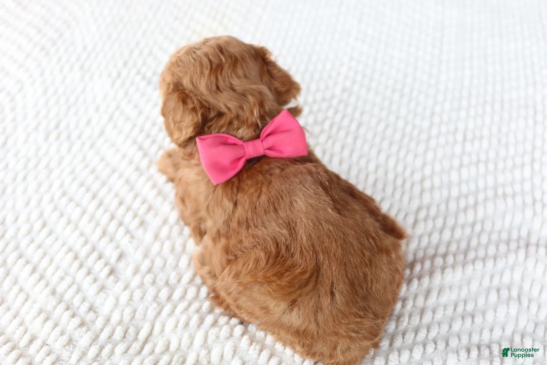 Toy Poodle dogs for sale: Ginger - Ad 2
