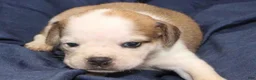 Puggle dogs for sale: Chewy - Ad 82