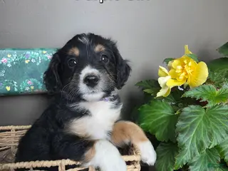 Bernedoodle dogs Purple Girl - Ad 4