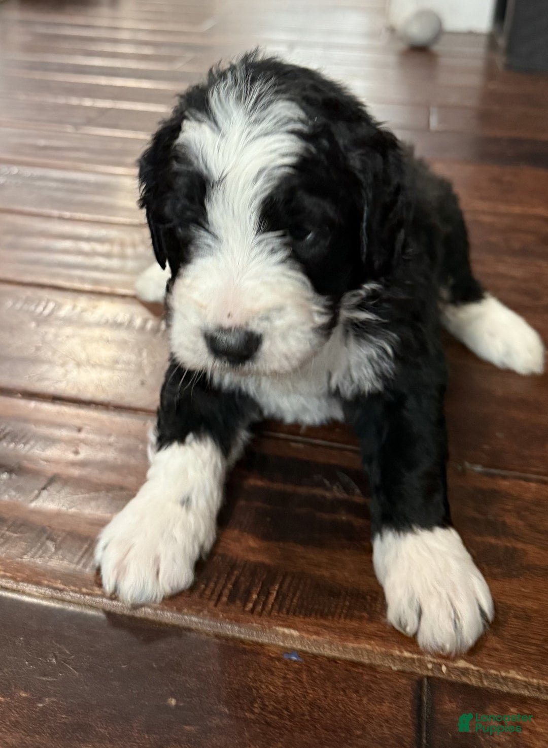 Bernedoodle dogs for sale: Milo - Ad 2
