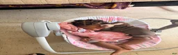 American Pit Bull Terrier dogs for sale: American Pit Bull Terrier 1 - Ad 3