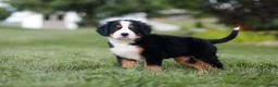 Bernese Mountain Dog dogs for sale: Savannah - Ad 6
