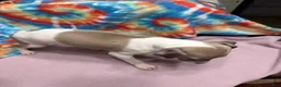 Italian Greyhound dogs for sale: Italian Greyhound Puppy 1 - Ad 3
