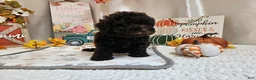 Miniature Poodle dogs for sale: Armstrong J. - Ad 3