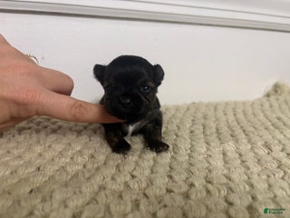 Morkie dogs TEACUP Oliver - Ad 1