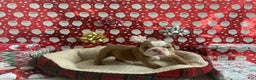 English Bulldog dogs for sale: Poppy - Ad 3
