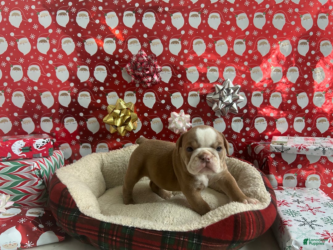 English Bulldog dogs for sale: Poppy - Ad 3