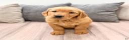 Golden Retriever dogs for sale: Betty - Ad 4