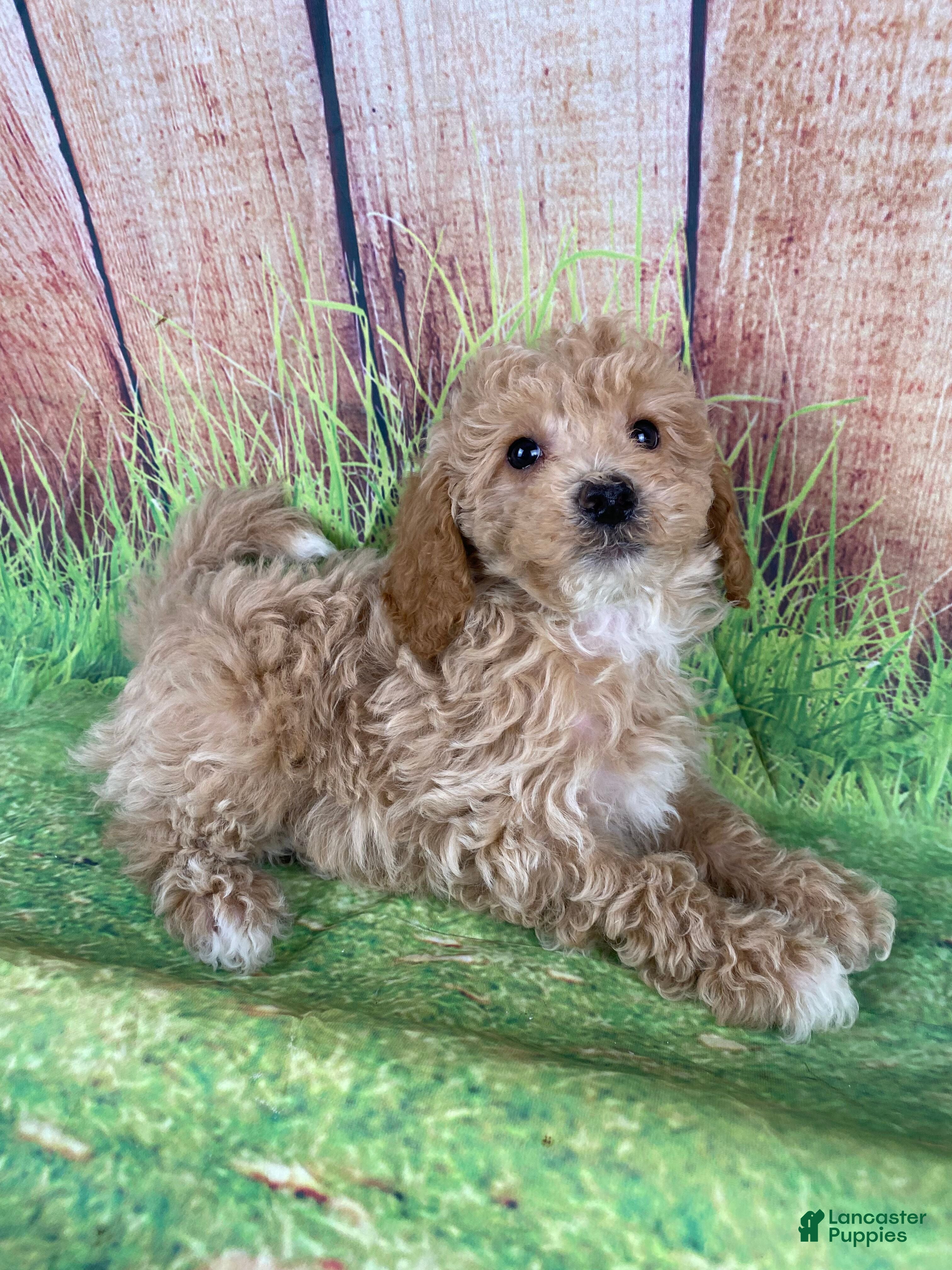 Miniature Poodle dogs Teddy - Ad 12