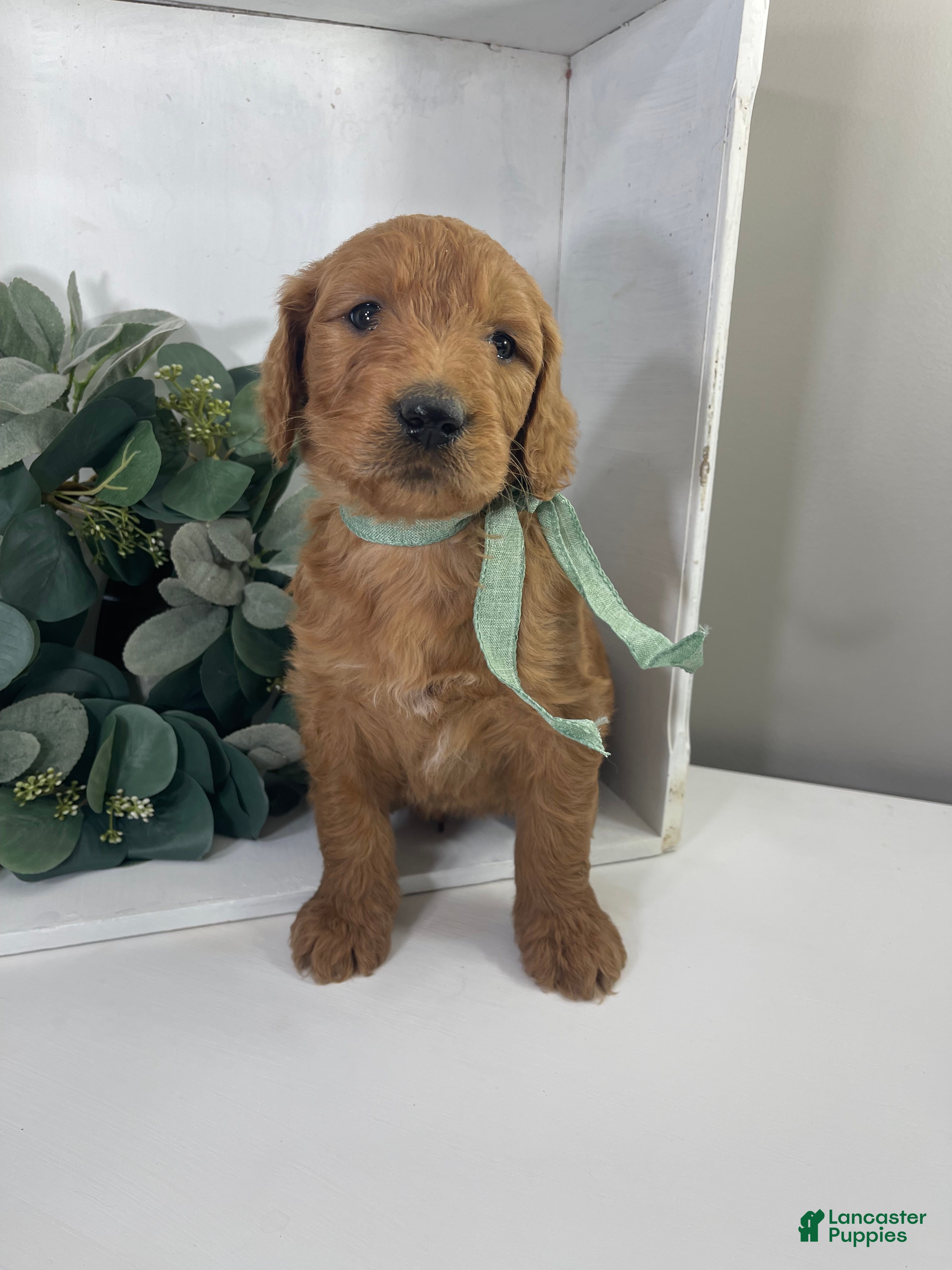 Goldendoodle dogs Rye - Ad 1