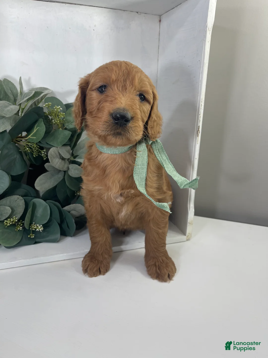 Goldendoodle dogs for sale: Rye - Ad 1