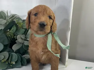 Goldendoodle dogs for sale: Rye - Ad 4