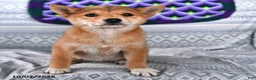 Shiba Inu dogs for sale: Kate - Ad 3