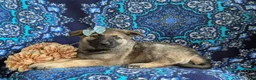 Mixed Breed dogs for sale: Bonita - Ad 4