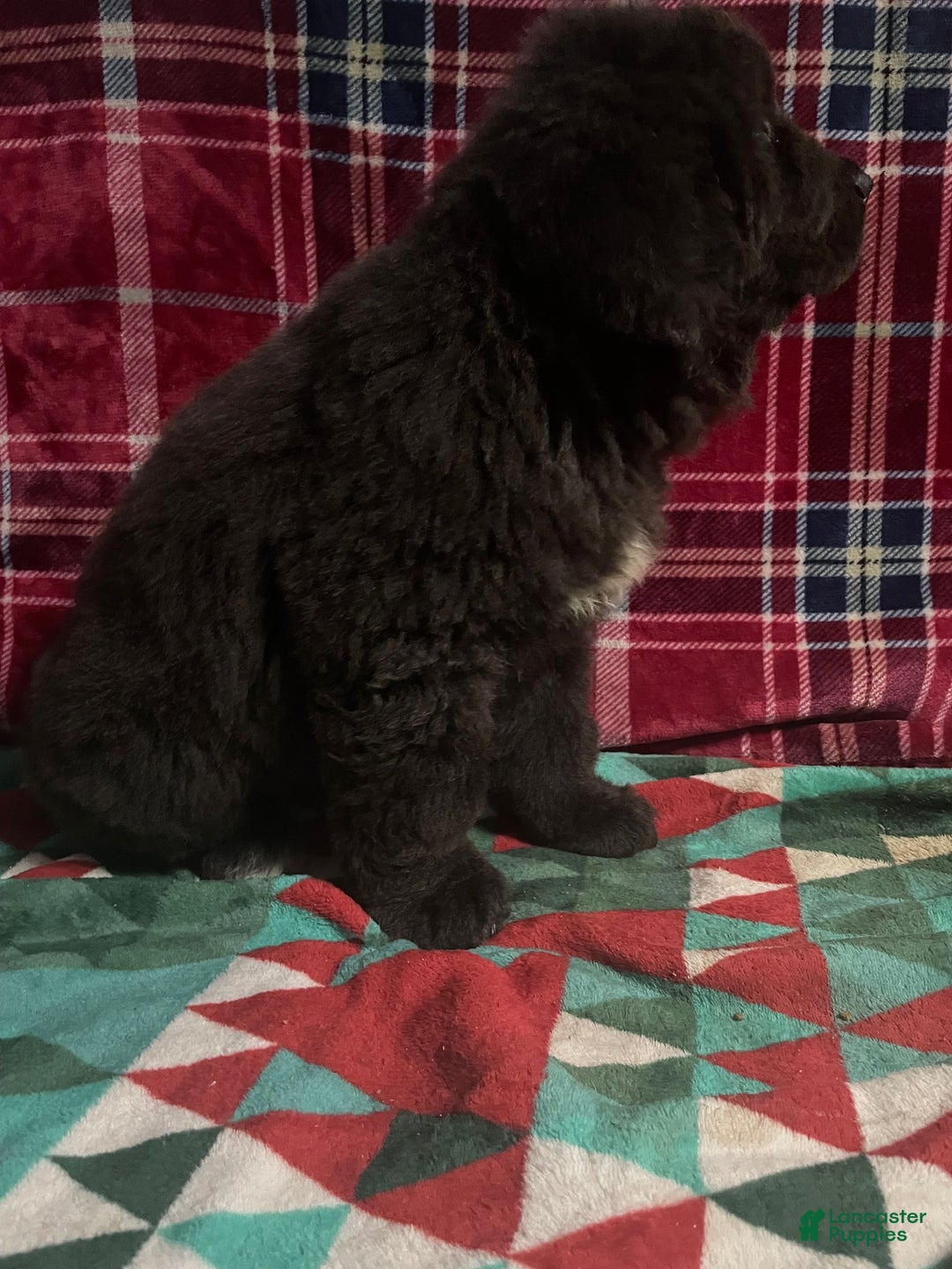 Newfoundland dogs for sale: Newfoundland Puppy 4 - Ad 3