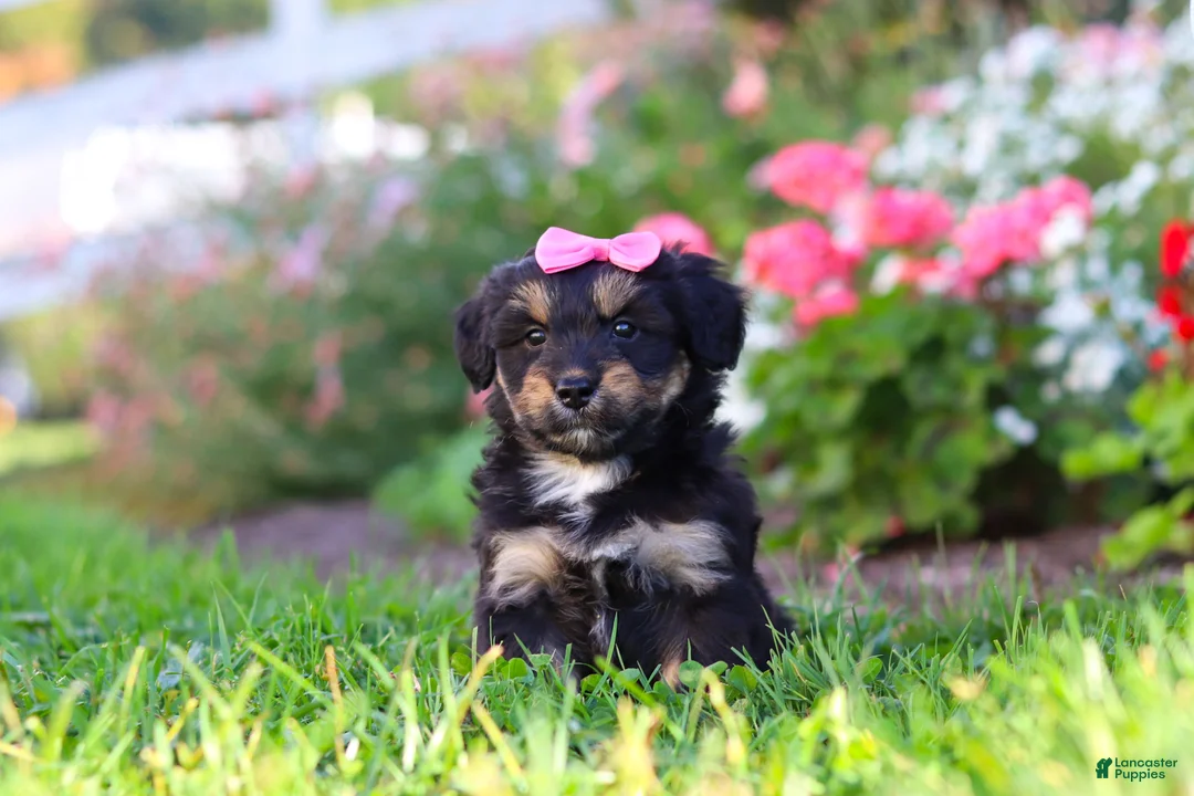 Mixed Breed dogs for sale: Maple - Ad 2
