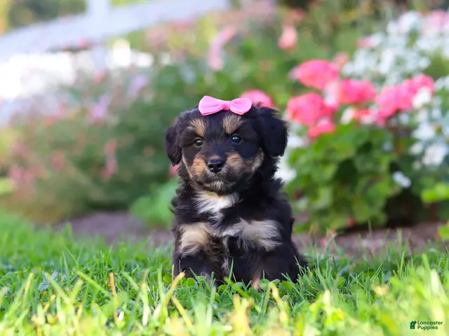 Mixed Breed dogs for sale: Maple - Ad 2