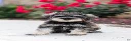 Miniature Schnauzer dogs for sale: Charlie - Ad 5