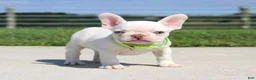 French Bulldog dogs for sale: Ace - Ad 5