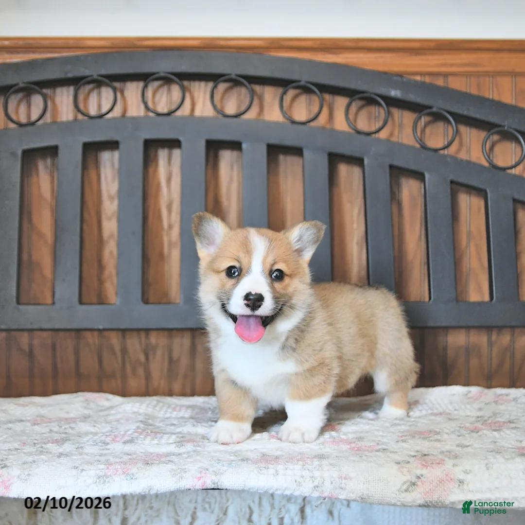 Welsh Corgi Pembroke dogs for sale: Tammie - Ad 1
