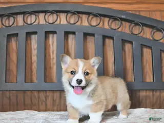 Welsh Corgi Pembroke dogs Tammie - Ad 41