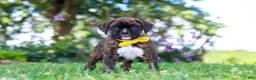Boxer dogs for sale: Bruno - Ad 4
