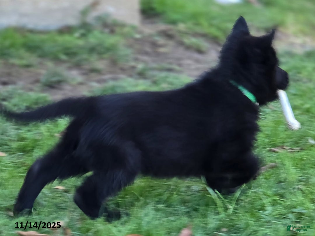 German Shepherd dogs for sale: James Bond - Ad 7