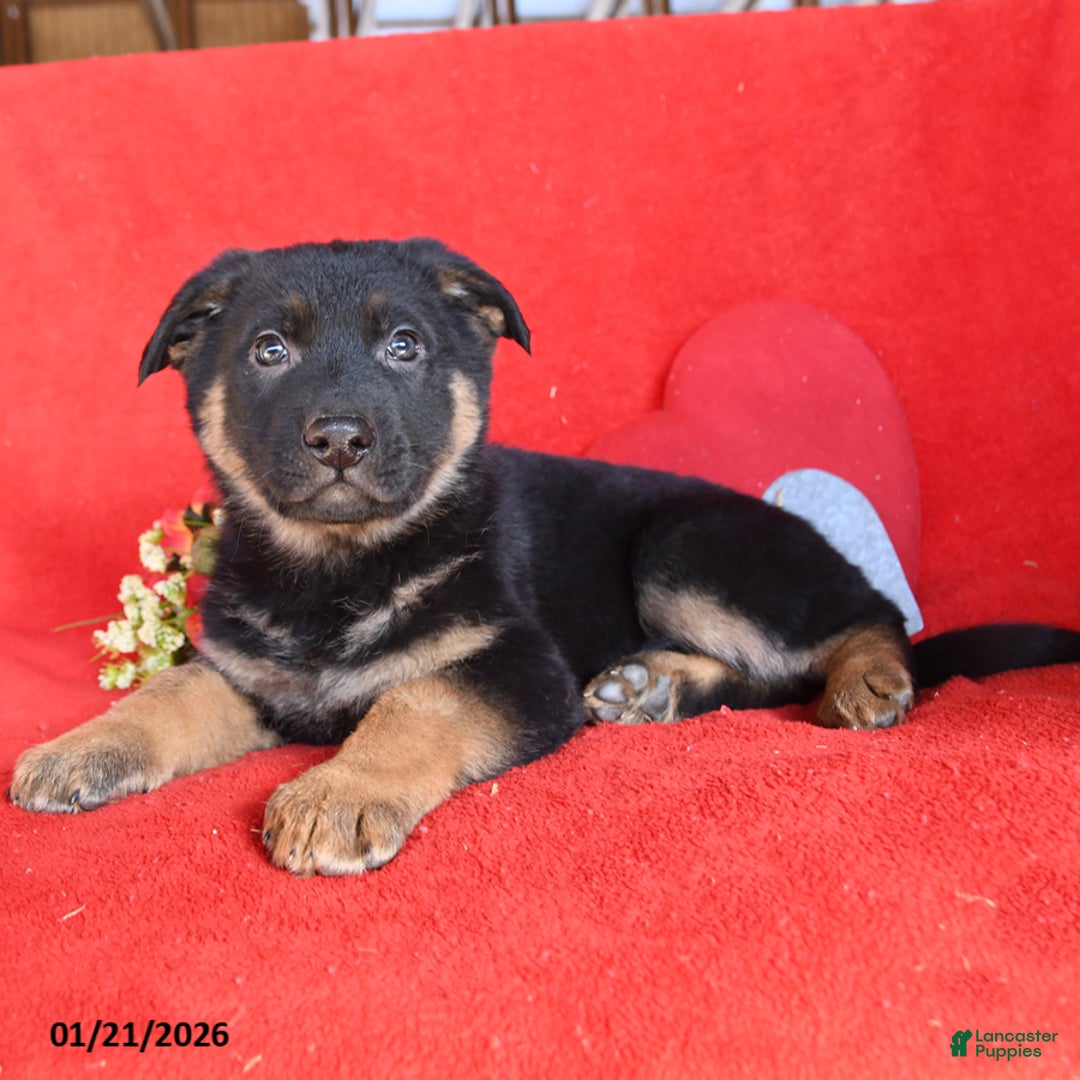 German Shepherd dogs for sale: Jane - Ad 5