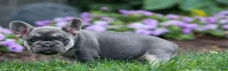 French Bulldog dogs for sale:  Flora Jane 🩷 - Ad 10