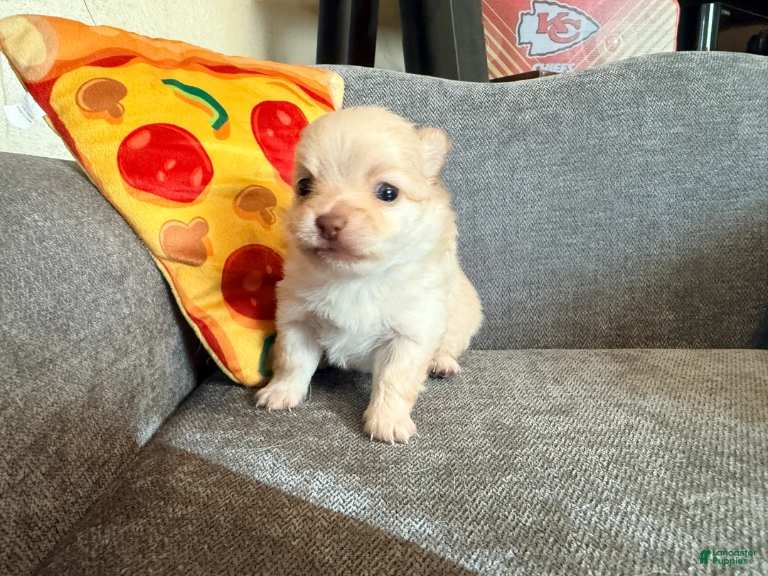 Pomchi dogs for sale: Cortland - Ad 1